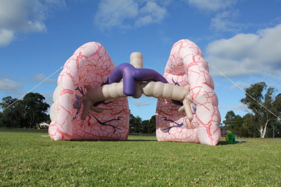 Giant Inflatable Lung Model Advertising For Medical Exhibition Events