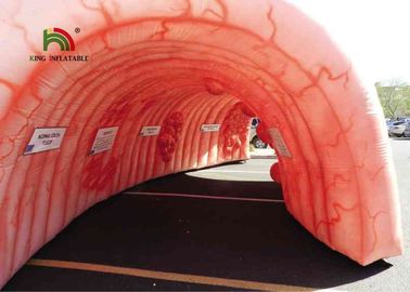 6m Huge Inflatable Colons Heart Tunnel Commercial Bounce Houses Flame Retardant