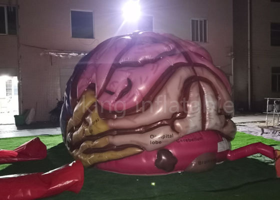 Exhibition Inflatable Simulation Human Brain Model For Medical Show