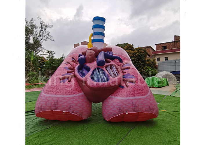 Plato 0.4mm Inflatable Advertising Products Simulation Lung Heart Model