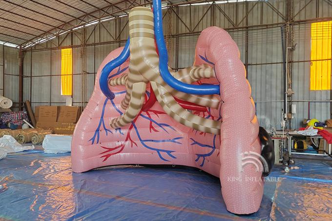 Custom Giant Inflatable Lungs Medical Event Theme Advertising Human ...