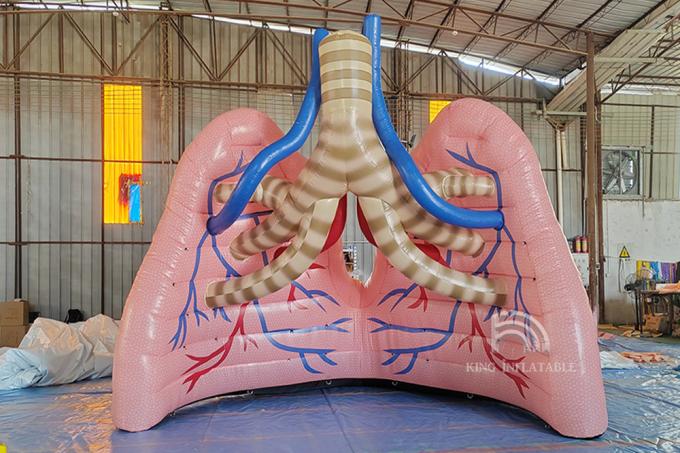 Custom Giant Inflatable Lungs Medical Event Theme Advertising Human ...